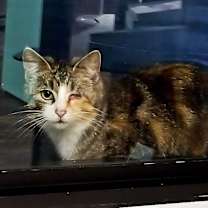 Thumbnail photo of Iris #1