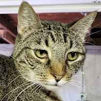 Thumbnail photo of Seppe #4