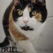 Thumbnail photo of Ariel #1