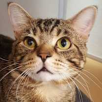 Thumbnail photo of Lance Bass #3