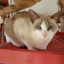 Thumbnail photo of Dora #1