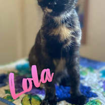 Thumbnail photo of Lola #1