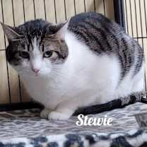 Thumbnail photo of Stewie #4