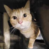 Thumbnail photo of BLOSSOM RUSSO #3