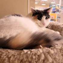 Thumbnail photo of SHELL #3