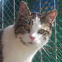 Thumbnail photo of Reggie (Sweet Kitten) #1