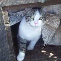 Thumbnail photo of Reggie (Sweet Kitten) #2