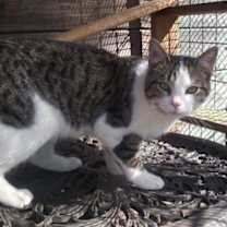 Thumbnail photo of Reggie (Sweet Kitten) #3