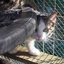 Thumbnail photo of Reggie (Sweet Kitten) #4
