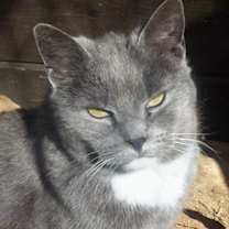 Thumbnail photo of Priscilla (Sweet) #1