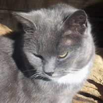 Thumbnail photo of Priscilla (Sweet) #2