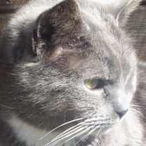 Thumbnail photo of Priscilla (Sweet) #3