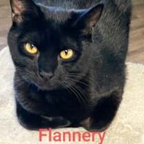 Thumbnail photo of Flannery #1