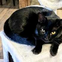 Thumbnail photo of Flannery #3