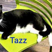 Thumbnail photo of Tazz #3