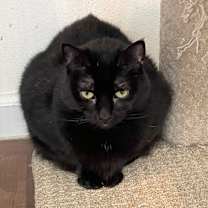 Thumbnail photo of Millie #2