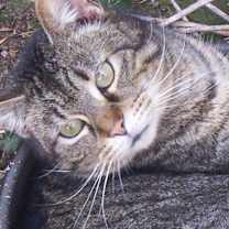 Thumbnail photo of Abraham (love bug) #1