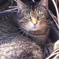 Thumbnail photo of Abraham (love bug) #2
