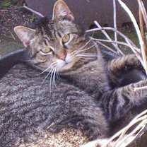 Thumbnail photo of Abraham (love bug) #3