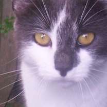 Thumbnail photo of Smokey (lover boy) #1
