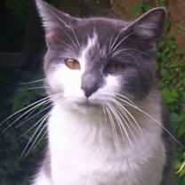 Thumbnail photo of Smokey (lover boy) #2