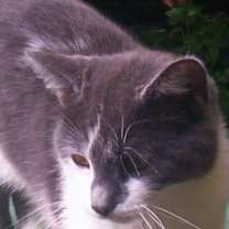 Thumbnail photo of Smokey (lover boy) #3