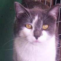 Thumbnail photo of Smokey (lover boy) #4