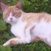 Thumbnail photo of Matthew (Love Bug) #4