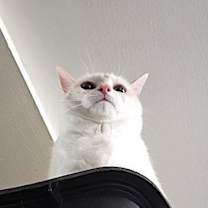 Thumbnail photo of Nala #1