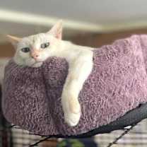 Thumbnail photo of Nala #2