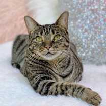 Thumbnail photo of Basil (bonded to Atlas) #1