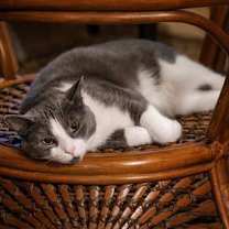 Thumbnail photo of Ranger #1