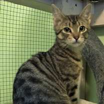 Thumbnail photo of Tiggerella (F) #1