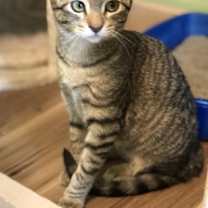 Thumbnail photo of Tiggerella (F) #2