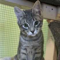 Thumbnail photo of Tiggerella (F) #3