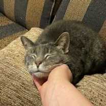 Thumbnail photo of Mare #1