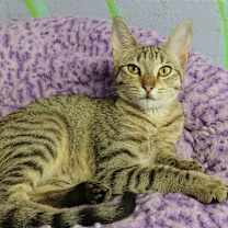 Thumbnail photo of Drumstick #1