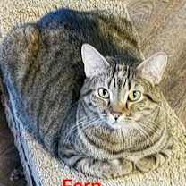 Thumbnail photo of Fern #2