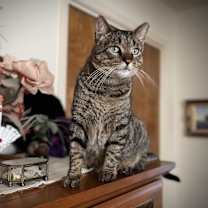 Thumbnail photo of Joey Clovermeadow #1