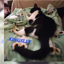 Thumbnail photo of Kingsley #3