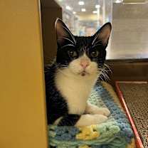 Thumbnail photo of ESTRELLADO #3