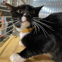 Thumbnail photo of Maia #3