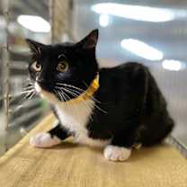 Thumbnail photo of Maia #4