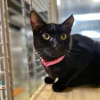 Thumbnail photo of Dada #2