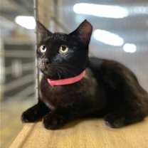 Thumbnail photo of Dada #3