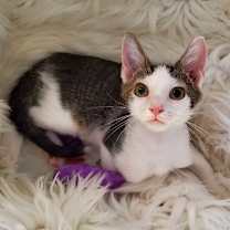 Thumbnail photo of Dandy #2
