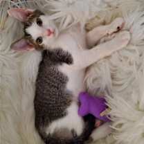 Thumbnail photo of Dandy #3