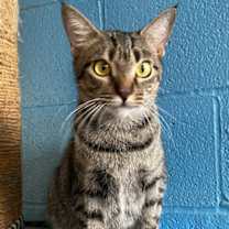 Thumbnail photo of Miss Kitty #2