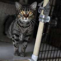 Thumbnail photo of Miss Kitty #3