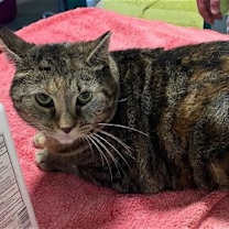 Thumbnail photo of Kandy (beautiful and shy) #1